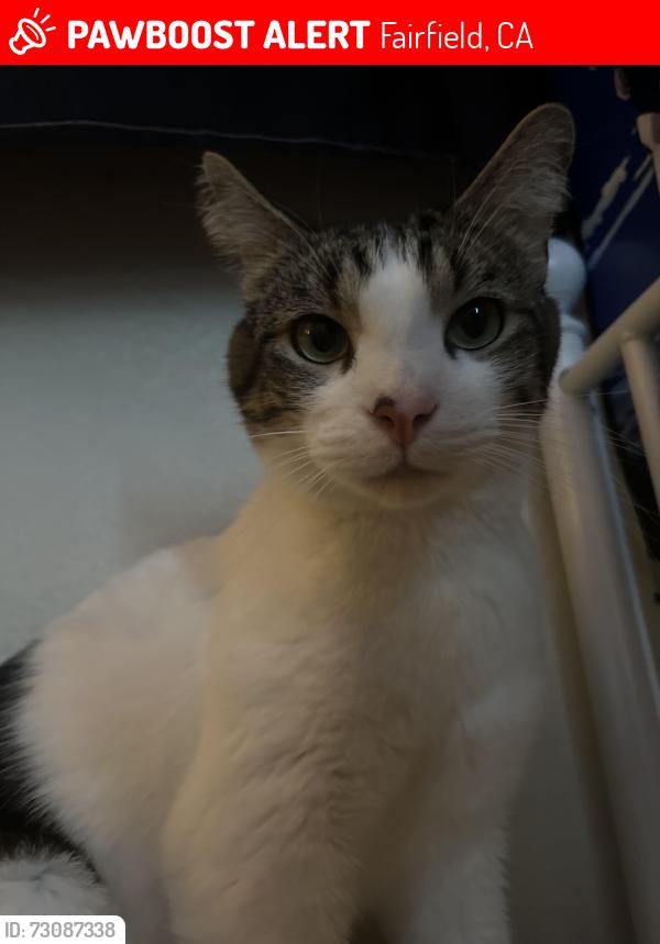 Lost Male Cat last seen cascade circle, Fairfield, CA 94533