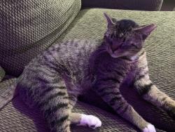 Found/Stray Unknown Cat last seen American Deli Church Street Marietta GA, Marietta, GA 30060