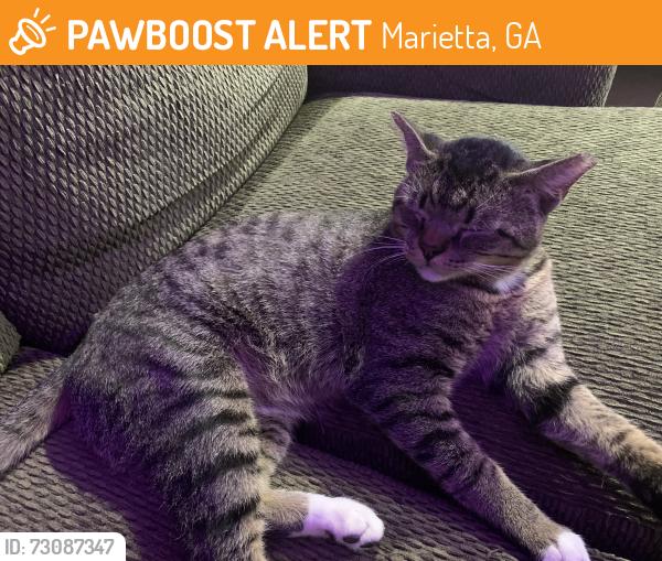 Found/Stray Unknown Cat last seen American Deli Church Street Marietta GA, Marietta, GA 30060