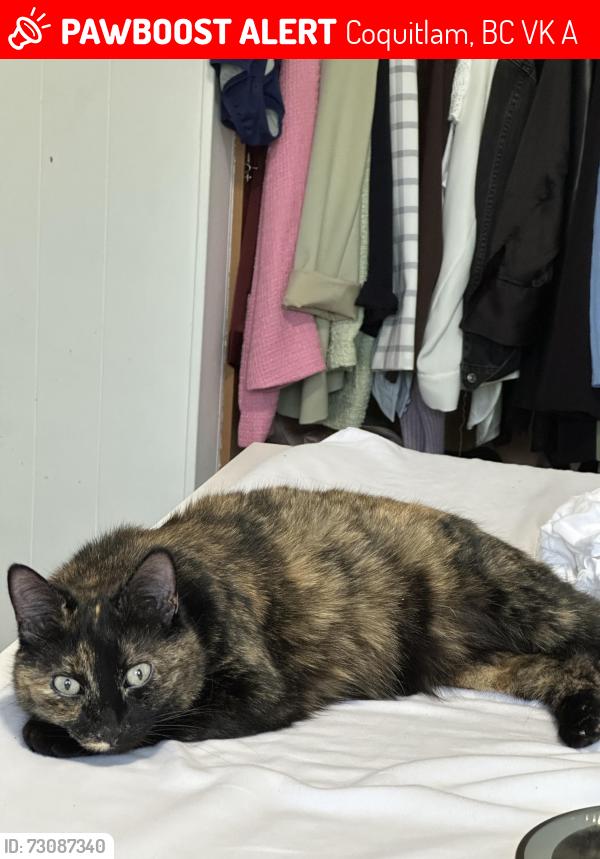 Lost Female Cat last seen Unit 250 at Wildwood Trailer Park in Coquitlam, Coquitlam, BC V3K 5A9