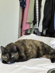 Lost Female Cat last seen Unit 250 at Wildwood Trailer Park in Coquitlam, Coquitlam, BC V3K 5A9