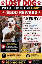 Lost Male Dog last seen Quail Run Lane and Beltline, Lancaster, TX 75146