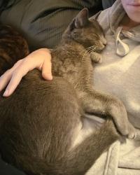 Reunited Male Cat last seen Marie Ave and Linwood Ave, Battle Creek, MI 49037