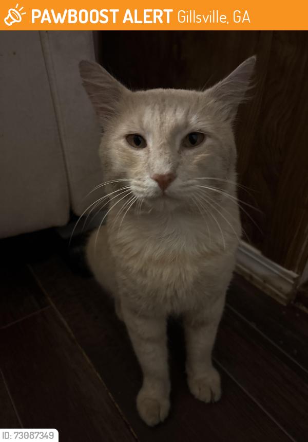Found/Stray Male Cat last seen Buffington rd & Cromartie rd, Gillsville, GA 30543