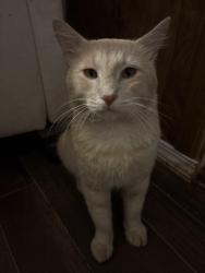 Found/Stray Male Cat last seen Buffington rd & Cromartie rd, Gillsville, GA 30543