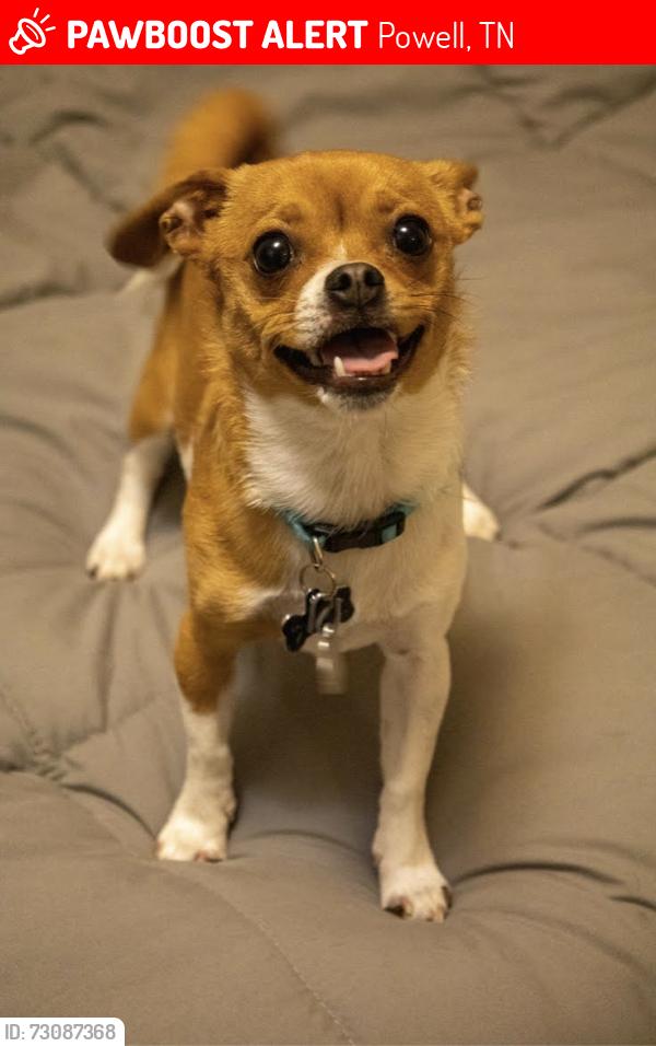 Lost Male Dog last seen Corner of Connor Rd and E Brushy Valley, Powell, TN 37849