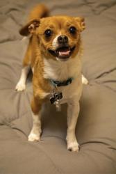 Lost Male Dog last seen Corner of Connor Rd and E Brushy Valley, Powell, TN 37849