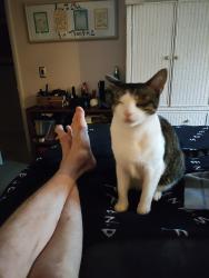 Lost Male Cat last seen Sugar Sands Hotel/ Twin lakes neighborhood, Panama City Beach, FL 32413