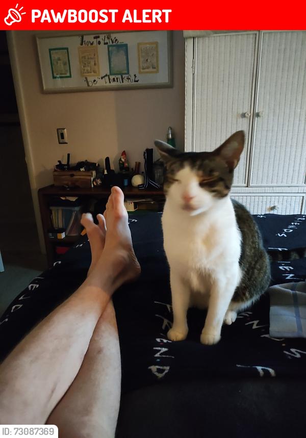 Lost Male Cat last seen Sugar Sands Hotel/ Twin lakes neighborhood, Panama City Beach, FL 32413