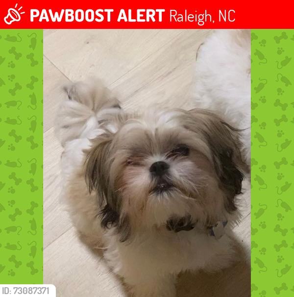 Lost Male Dog last seen Highland Creek neighborhood, Raleigh, NC 27616