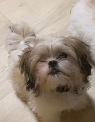 Lost Male Dog last seen Highland Creek neighborhood, Raleigh, NC 27616