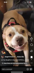 Lost Female Dog last seen west 73rd st by Denison, Cleveland, OH 44102
