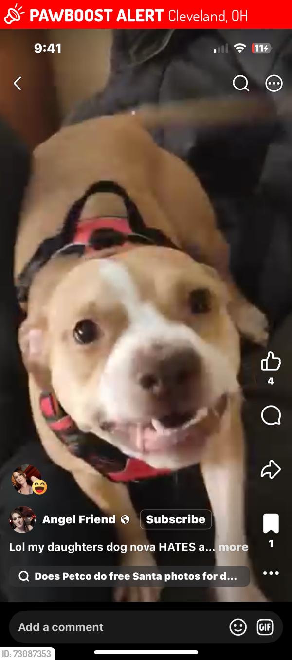 Lost Female Dog last seen west 73rd st by Denison, Cleveland, OH 44102