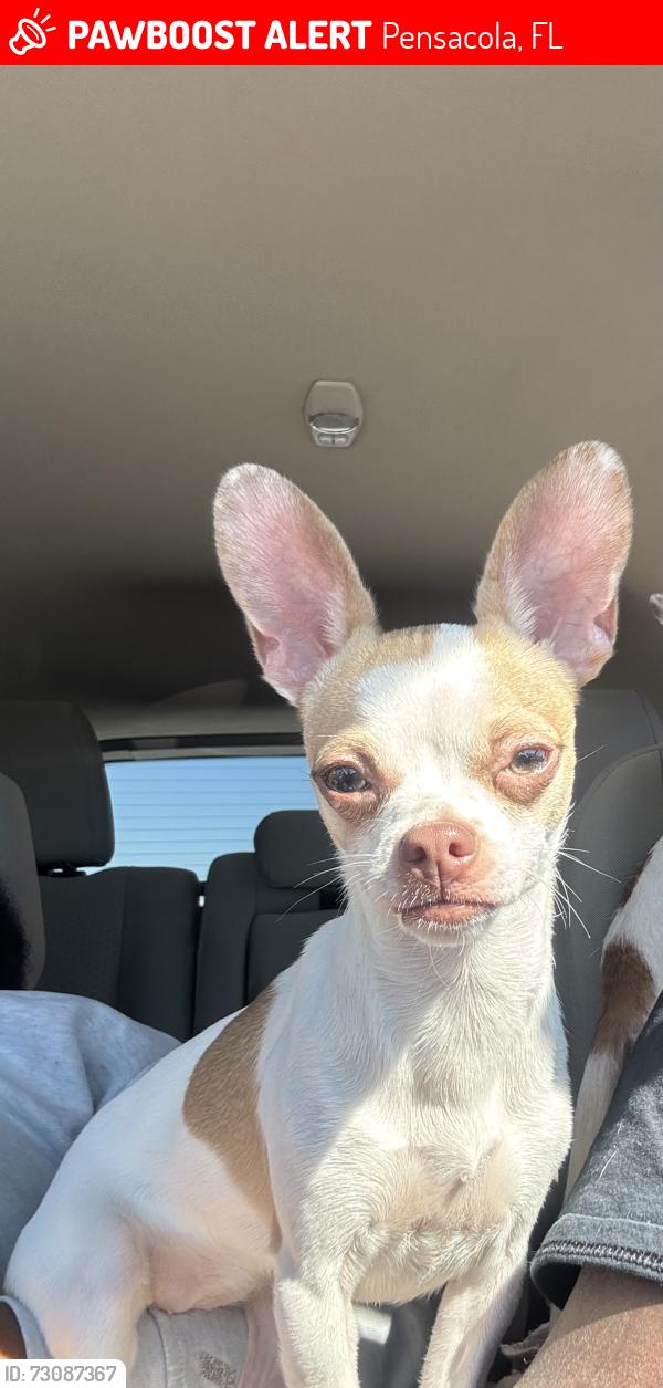 Lost Female Dog last seen East Hill area N 19th Ave, Pensacola, FL 32503