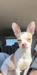 Lost Female Dog last seen East Hill area N 19th Ave, Pensacola, FL 32503