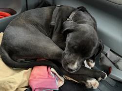 Lost Female Dog last seen 29th Street, Pueblo, CO 81003