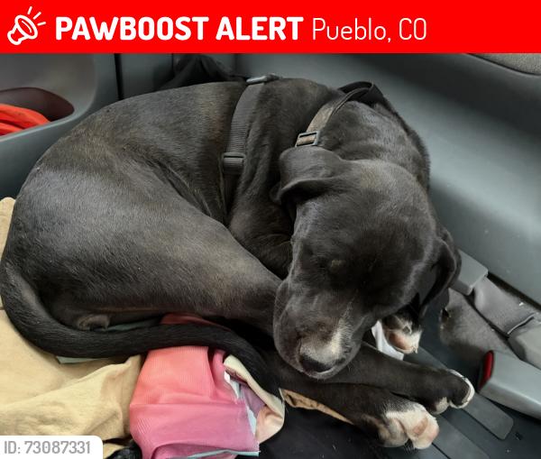 Lost Female Dog last seen 29th Street, Pueblo, CO 81003