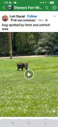 Found/Stray Unknown Dog last seen Fort wilderness, Bay Lake, FL 32836