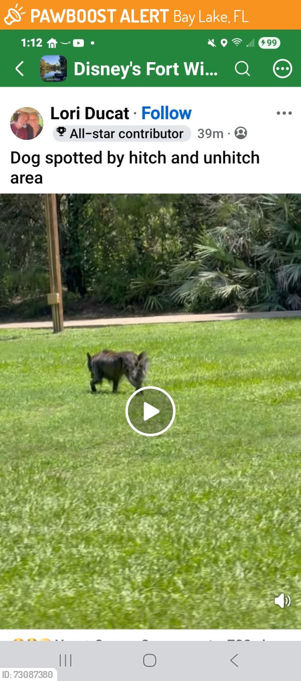Found/Stray Unknown Dog last seen Fort wilderness, Bay Lake, FL 32836