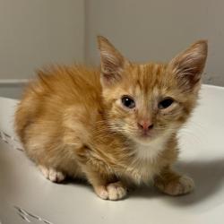 Shelter Stray Male Cat last seen Near E Street, OAKLAND, CA, 94603, 8323 Baldwin St, Oakland, CA 94621, USA