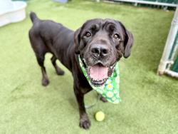 Shelter Stray Female Dog last seen Near Jerome Avenue, BRONX, NY, 10468, 326 E 110th St, New York, NY 10029, USA