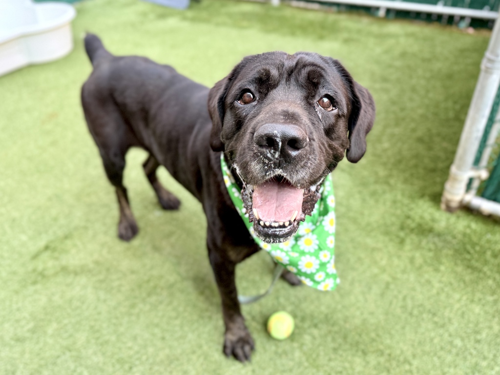 Shelter Stray Female Dog last seen Near Jerome Avenue, BRONX, NY, 10468, 326 E 110th St, New York, NY 10029, USA
