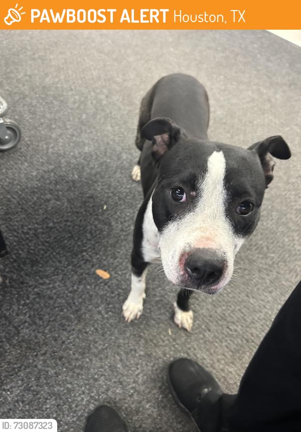 Found/Stray Female Dog last seen Walgreens on barker cypress & west little York, Houston, TX 77084