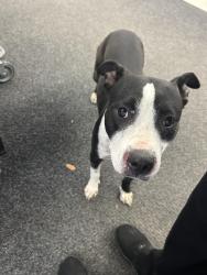 Found/Stray Female Dog last seen Walgreens on barker cypress & west little York, Houston, TX 77084
