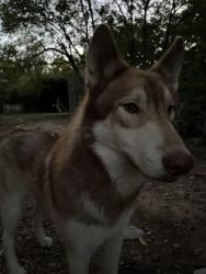 Lost Male Dog last seen Files St, Dallas, TX 75217