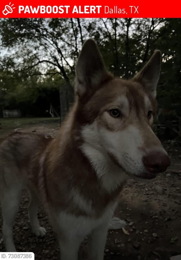 Lost Male Dog last seen Files St, Dallas, TX 75217