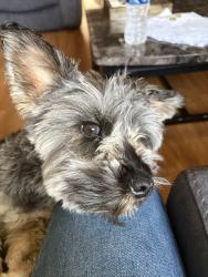 Reunited Male Dog last seen Narragansett and Cortland, Chicago, IL 60639