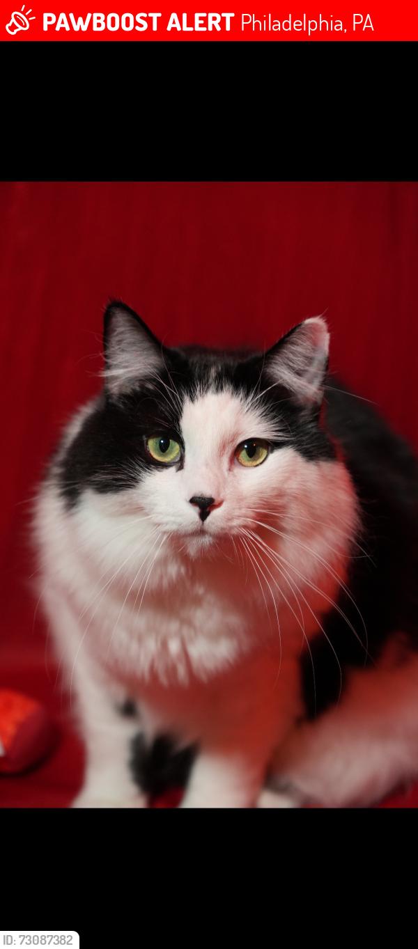 Lost Male Cat last seen Near morse street, Philadelphia, PA 19122
