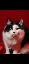 Lost Male Cat last seen Near morse street, Philadelphia, PA 19122