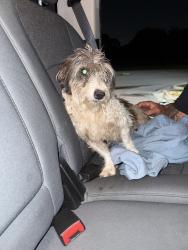 Found/Stray Unknown Dog last seen SW 55 Terrace and Peters Road, Plantation, FL 33317