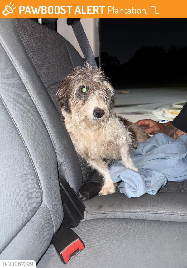Found/Stray Unknown Dog last seen SW 55 Terrace and Peters Road, Plantation, FL 33317