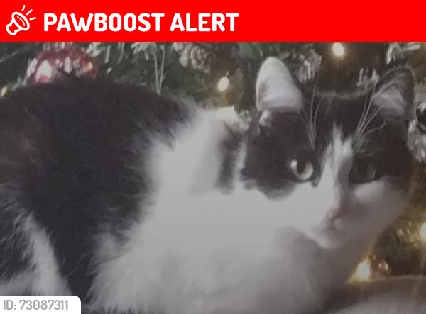 Lost Female Cat last seen Cliff rock road, Rednal, England B45 8EH