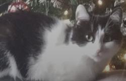 Lost Female Cat last seen Cliff rock road, Rednal, England B45 8EH