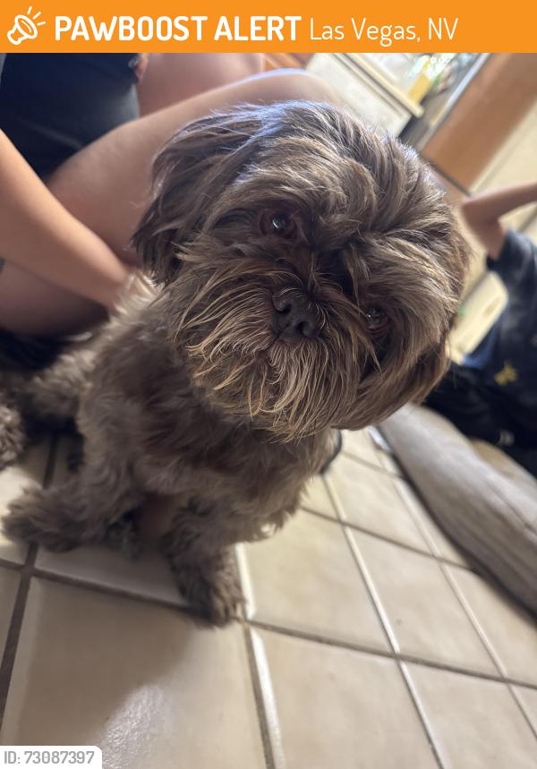 Found/Stray Male Dog last seen Mountain vista and Harmon, Las Vegas, NV 89121