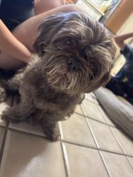 Found/Stray Male Dog last seen Mountain vista and Harmon, Las Vegas, NV 89121
