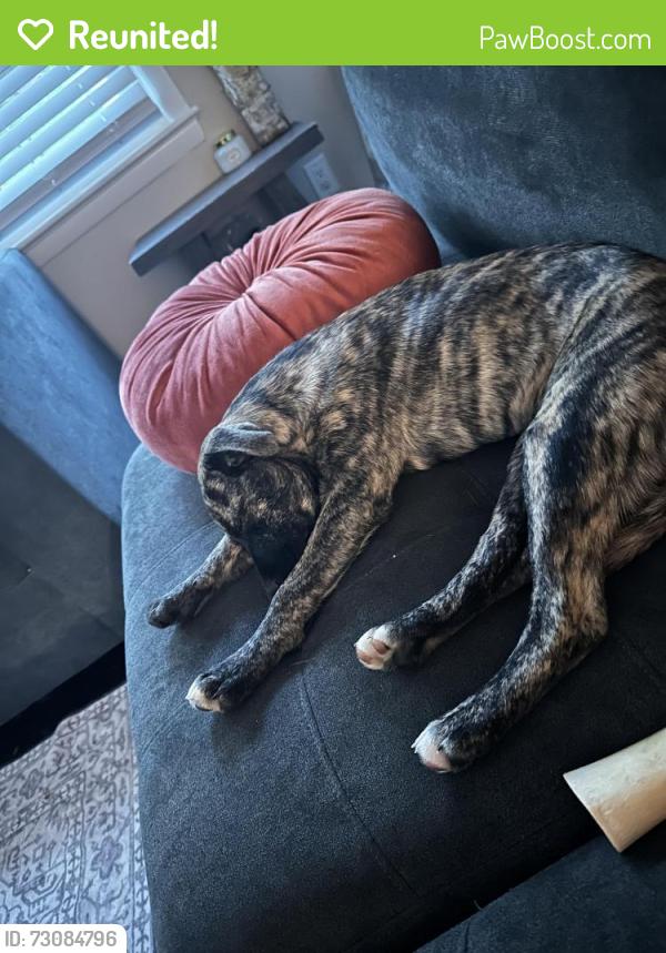 Reunited Female Dog last seen Ettman st, Shrub Oak, NY 10588