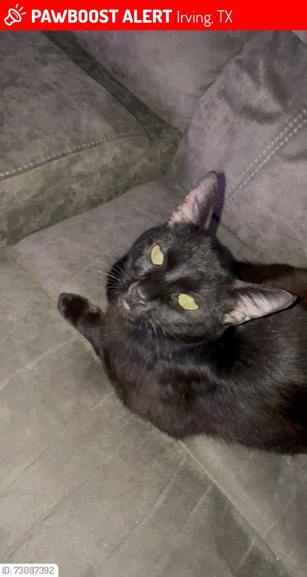 Lost Male Cat last seen Meadow valley Irving Texas, Irving, TX 75060