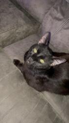 Lost Male Cat last seen Meadow valley Irving Texas, Irving, TX 75060