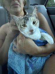 Found/Stray Female Cat last seen By the river., Troutdale, OR 97060