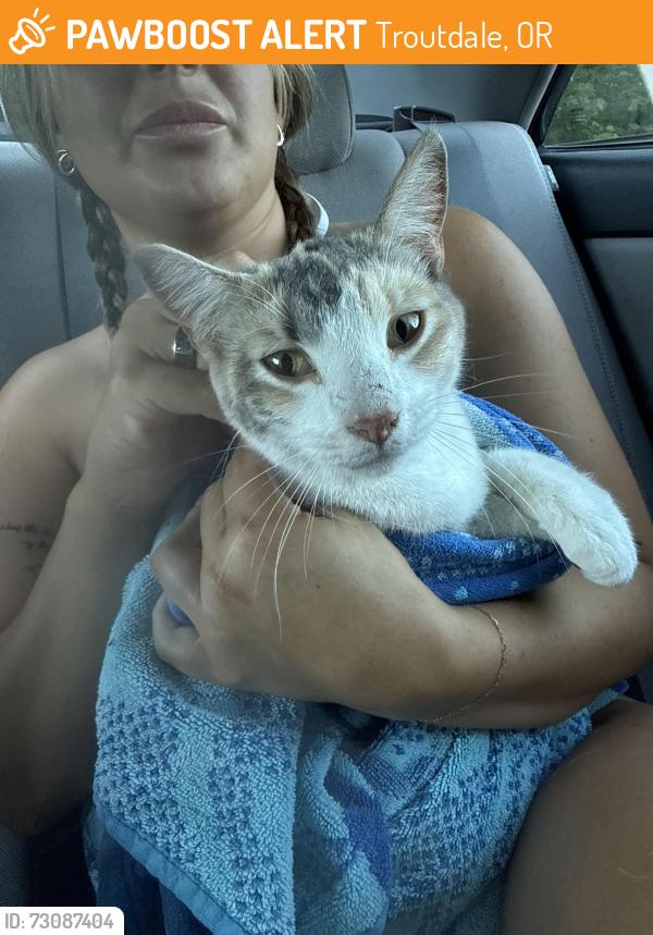 Found/Stray Female Cat last seen By the river., Troutdale, OR 97060