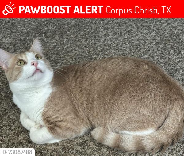 Lost Male Cat last seen Martin and Whirlaway near the DR Horton office, Corpus Christi, TX 78417