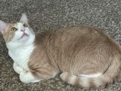 Lost Male Cat last seen Martin and Whirlaway near the DR Horton office, Corpus Christi, TX 78417