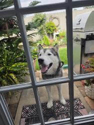 Found/Stray Male Dog last seen Tall Tree Ridge Way, Harris County, TX 77389