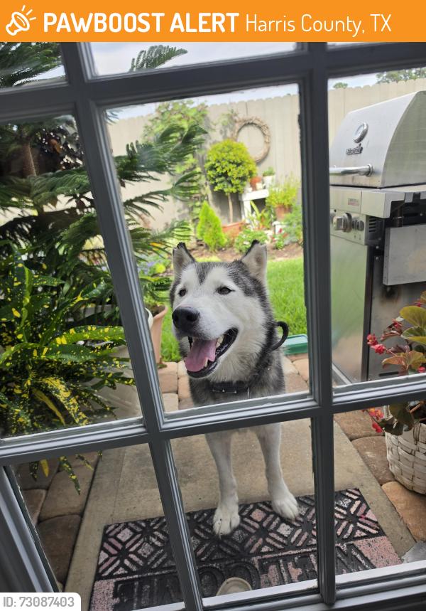 Found/Stray Male Dog last seen Tall Tree Ridge Way, Harris County, TX 77389