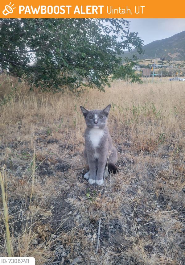 Found/Stray Unknown Cat last seen Uintah Starbucks, Uintah, UT 84405