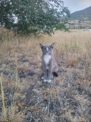 Found/Stray Unknown Cat last seen Uintah Starbucks, Uintah, UT 84405